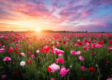 Colourful field of flowers with poppies