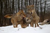 spelende wolven van Ronald Wilfred Jansen thumbnail