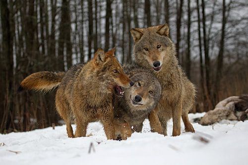 spelende wolven von Ronald Wilfred Jansen