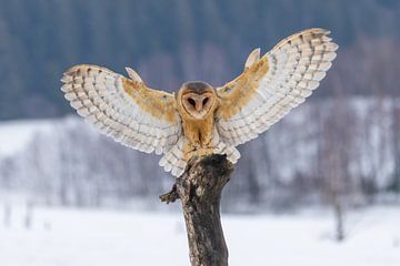 Barn owl approaching by Teresa Bauer