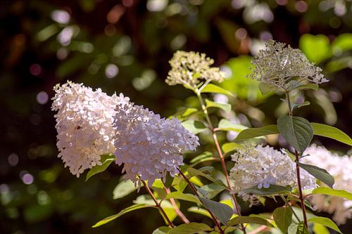 Hydrangea serrata