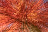 Explosion de couleurs