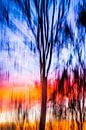 Sunset Tree von Robert Wiggers Miniaturansicht