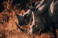 White-rhinoceros mother with her child by Pepijn van der Putten thumbnail