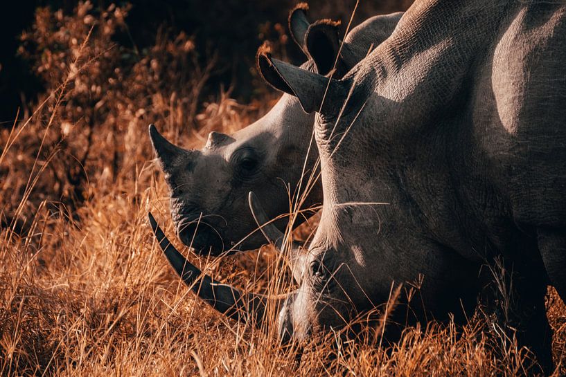 Witte-neushoorn moeder met haar kind van Pepijn van der Putten