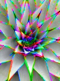 Succulent N2 von Olis-Art