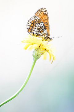 De bosparelmoervlinder van Danny Slijfer Natuurfotografie