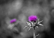 Thistle in full bloom by Patrick Schwarzbach thumbnail