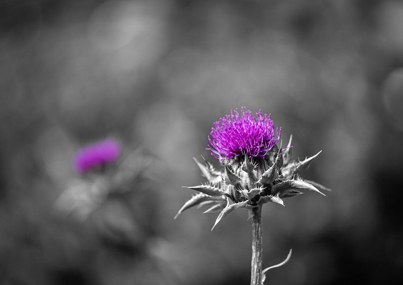 Thistle in full bloom by Patrick Schwarzbach