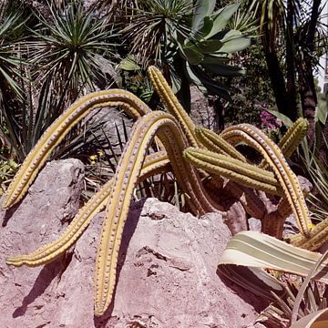Retro style cacti in Jardin Exotique  in Monaco. Modern botanical art by Dina Dankers