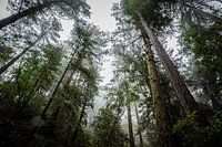 Muir Woods - Misty forrest