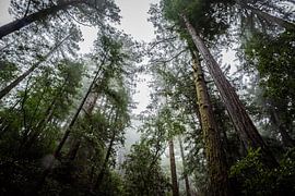 Muir Woods - Misty forrest by Bart van Vliet