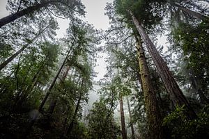 Muir Woods - Misty forrest van Bart van Vliet