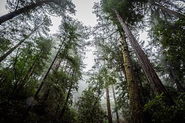 Muir Woods - Nebliger Wald von Bart van Vliet