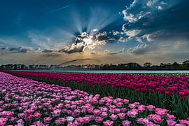 Pink tulips with beautiful sky by Fred van Bergeijk