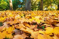 Herbstlich gefärbtes Laub auf dem Boden von Rico Ködder Miniaturansicht