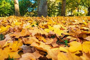 Autumnal colored foliage on the ground van Rico Ködder