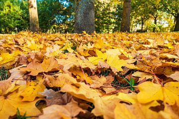 Autumnal colored foliage on the ground by Rico Ködder