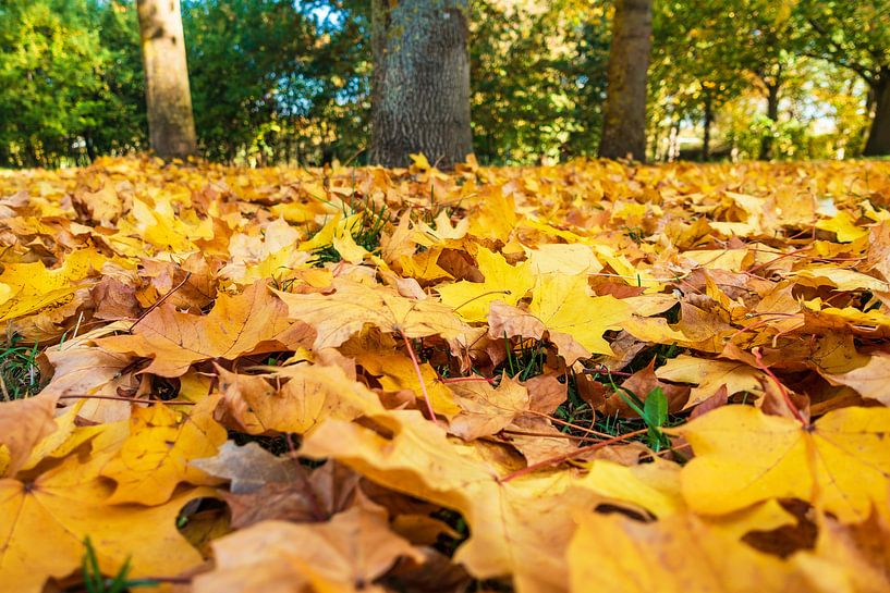 Herbstlich gefärbtes Laub auf dem Boden von Rico Ködder