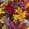 Herfst, de mooiste kleuren in bladeren van bomen van Jolanda de Jong-Jansen