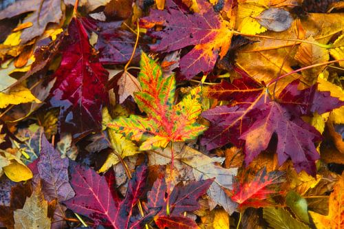 L'automne, les plus belles couleurs dans les feuilles des arbres