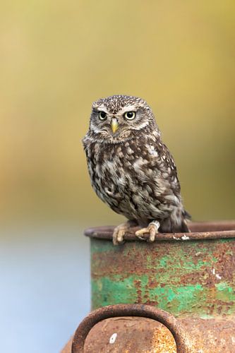 Steenuil steenuiltje op de rand van een oude melkbus