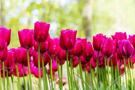 Pinkish red striking tulips by Marly De Kok