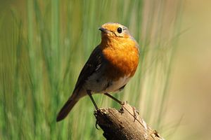 Roodborst op een stronkje