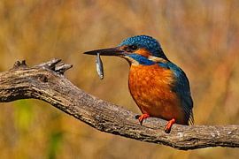 Eisvogelmännchen mit Beute von AudFocus - Audrey van der Hoorn