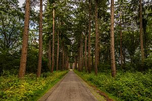 Zufahrt zum EESE Estate