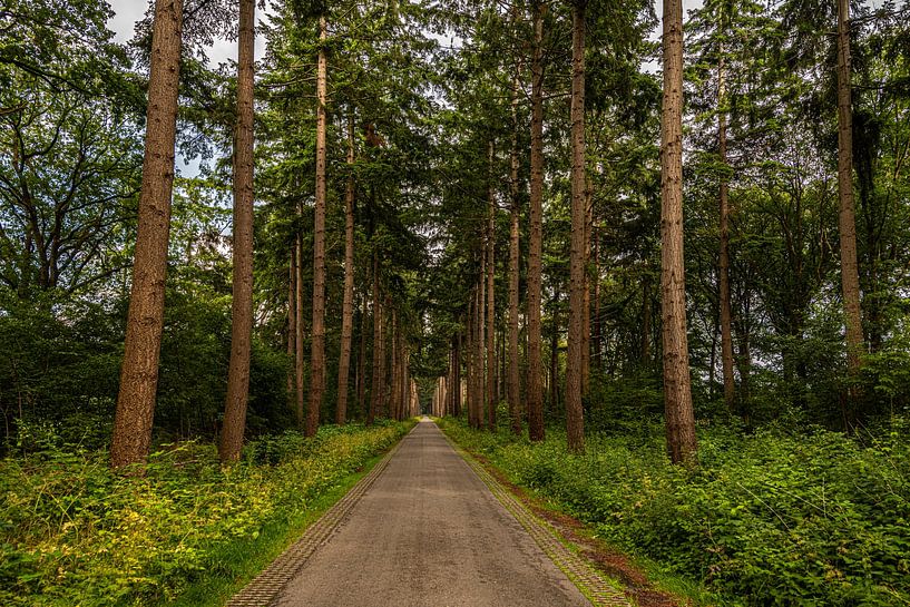 Driveway to the EESE Estate by Brian Morgan