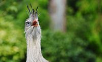 Kleurrijke en Fotogenieke Vogel by DoDiLa Foto's thumbnail