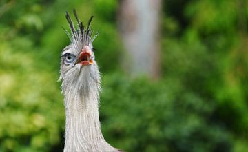 Kleurrijke en Fotogenieke Vogel