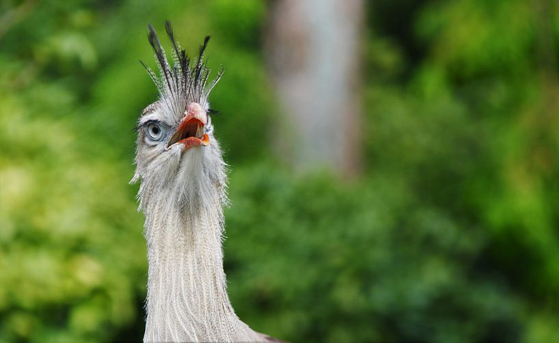 Kleurrijke en Fotogenieke Vogel by DoDiLa Foto's