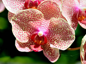 Gelbe rote Phalaenopsis-Orchidee