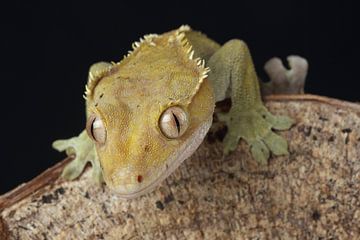 Wimpergekko (Correlophus ciliatus) van Ronald Pol