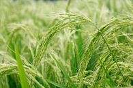 Rice plant by Martijn Stoppels thumbnail