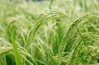 Rice plant
