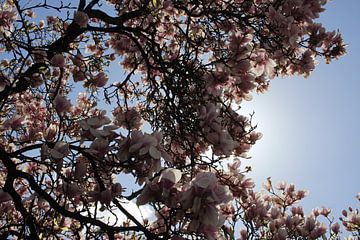Magnolienbaum im Gegenlicht im Frühling in Würzburg