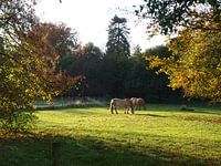 Twee paarden