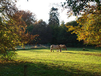 Twee paarden