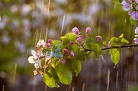 Apple blossom in the rain