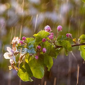 Apple blossom in the rain sur Marinus de Keijzer