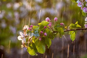 Apple blossom in the rain von Marinus de Keijzer