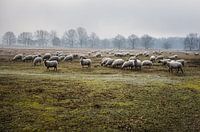 moutons dans une réserve naturelle