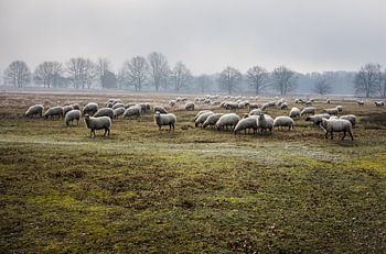 sheep in a nature reserve
