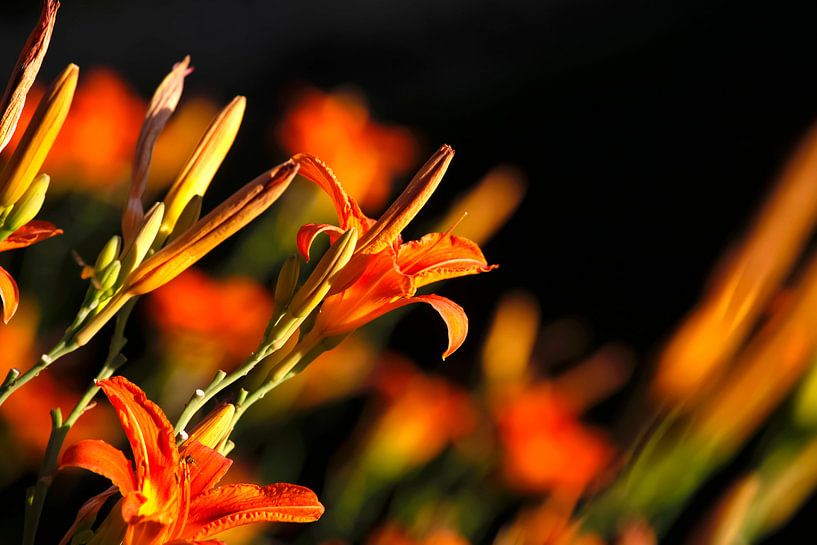 Lilien von Thomas Jäger