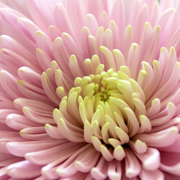 Bloem by Ilona Versloot