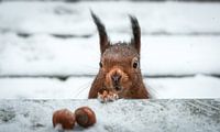 Eichhörnchen im Schnee von Fineblick Miniaturansicht