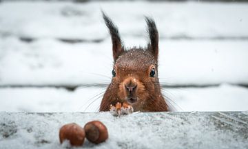 Squirrel in the snow by Fineblick